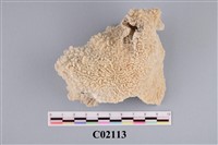 藏品(珊瑚化石)的圖片